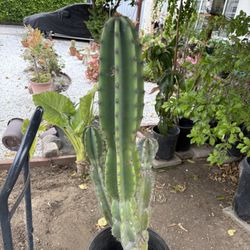 CACTUS PLANT $30Dollars 