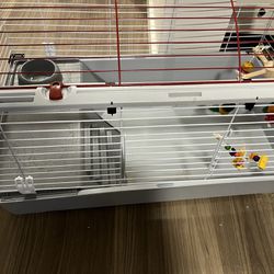 Guinea Pig, Enclosure And Other Items