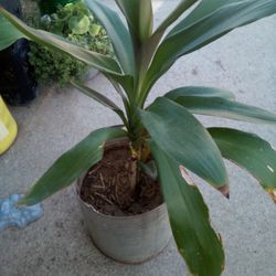 Planta