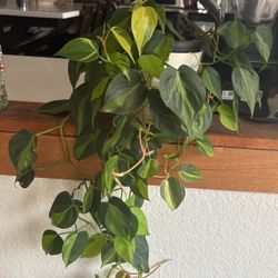 VARIGATED PLANT IN POT