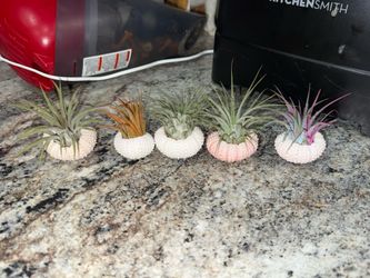 Tillandsia air plants with natural urchin shells