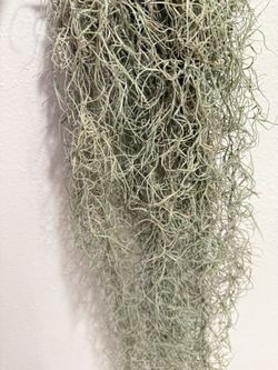 Air Plant Usneoides Bundle 