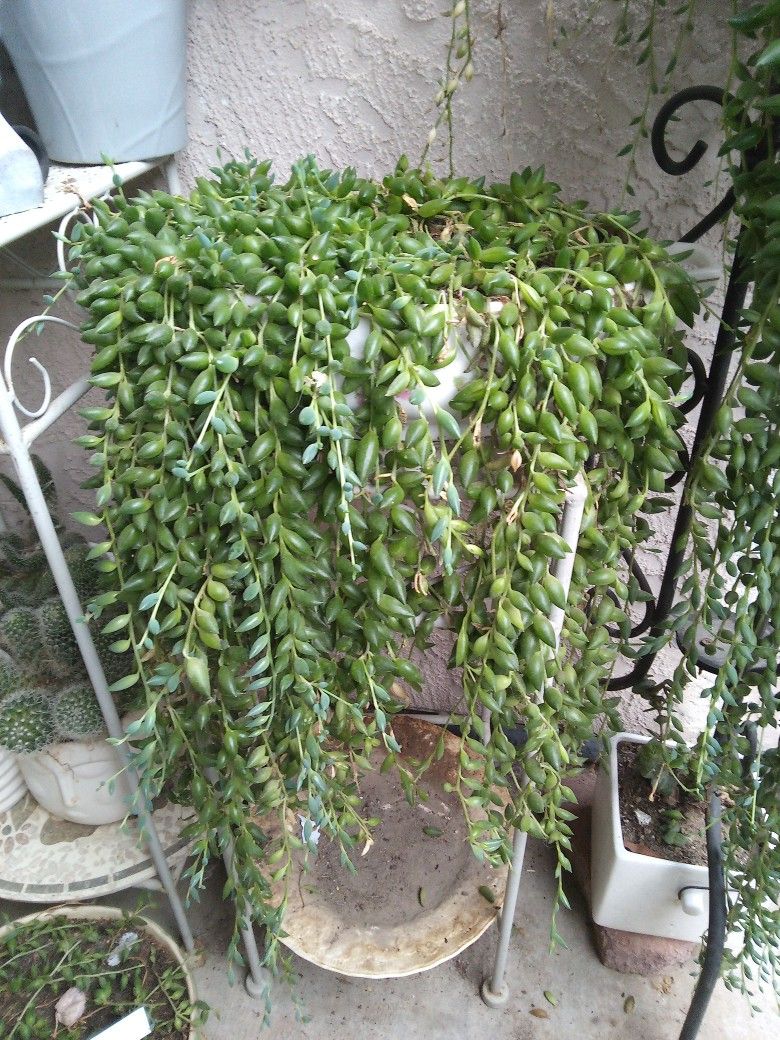 String Of Tears 😭