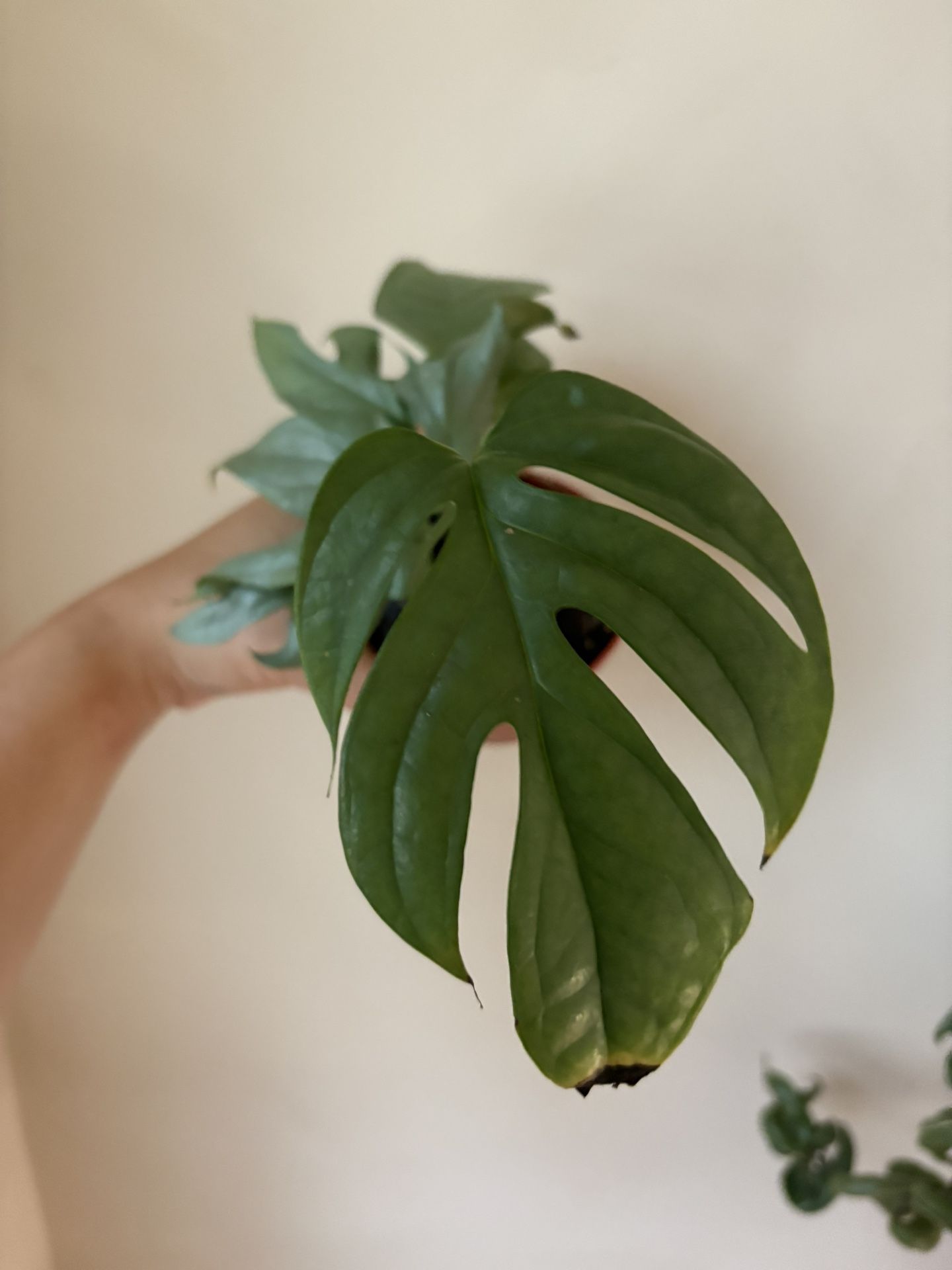 Amydrium Medium Silver Aka Spider-Man Monstera