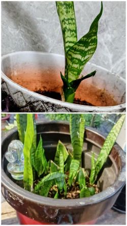 Snake Plant