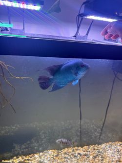 Fish tank decor