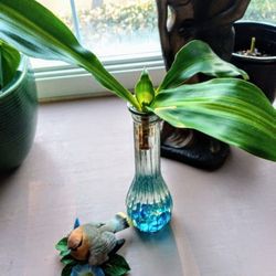 Lush Dracaena Massageana Hydro-Arrangement