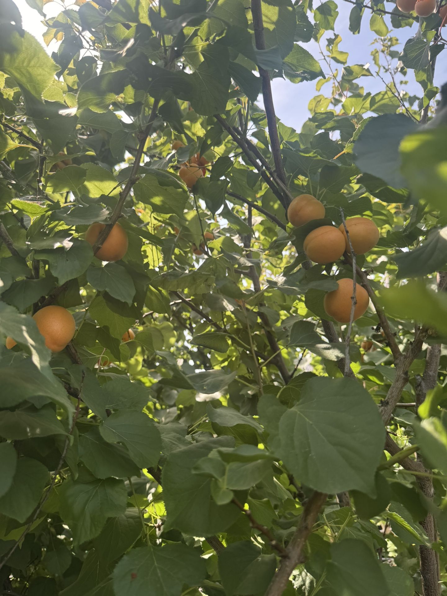 Tilton Apricot Tree 25gal 10ft