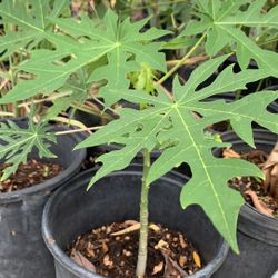 Papaya Plants 26$
