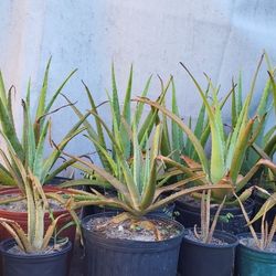 Sábila Plants