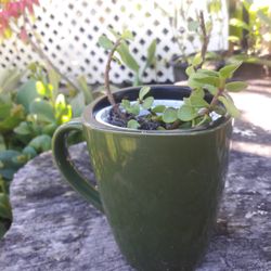 Succulent Plant in The Cup