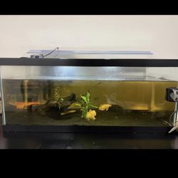 20 Gallon Fish Tank