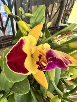 Cattleya Orchid Big Fragrant 