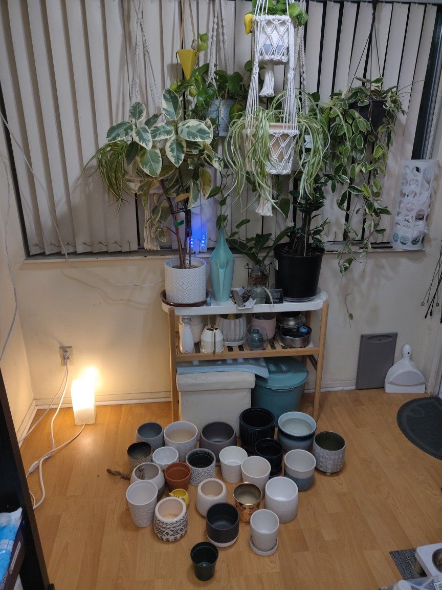 Various Plants And Pots
