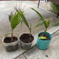 3 Small Plant For $10