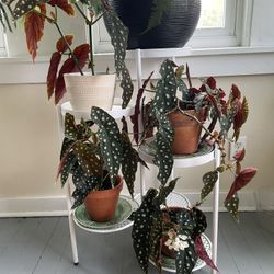 Flowering Polka Dot Begonia 