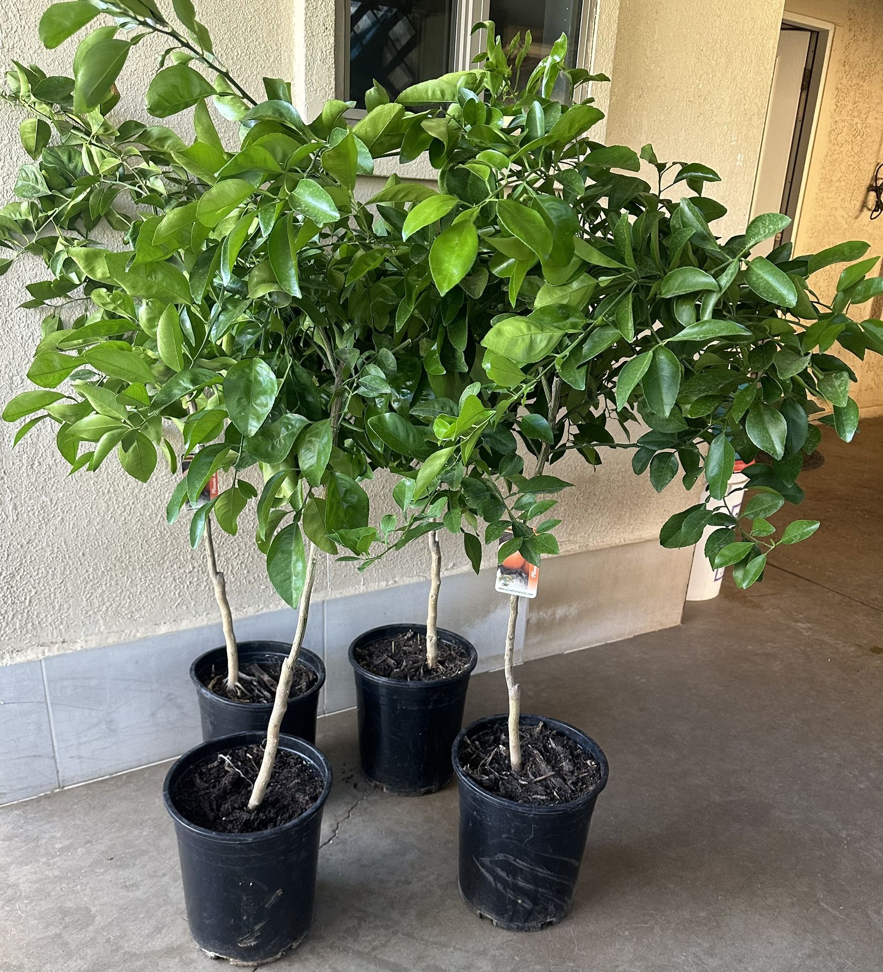 Minneola Tangelo Trees 4F The Tall $55 Each Price Firm