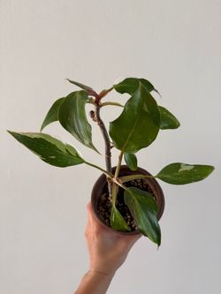 Philodendron White Knight