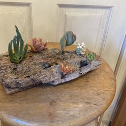 Succulent Driftwood Arrangement 
