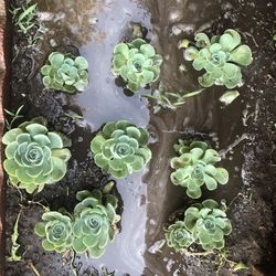 Suculentas 