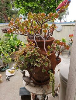 Vintage Terracotta Strawberry Tower Planter – 13 Pockets with Mature Succulents