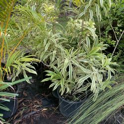 “Song Of India “ 3 Gallon Pots