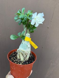 6” desert rose