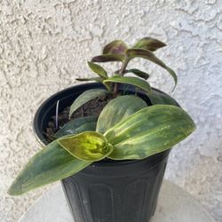 1 Gallon Pot Succulent Plant- Tradescantia Sillamontana Purple Haze Wandering Dude - Rooted & Established - Drought Resistant - 🪴 