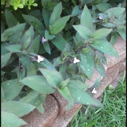 Purple Plants Wondering Jew $5.00 a Grocery Bag Each (Serious Buyers) Cash Only  