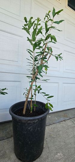 Pomegrate Trees for sale
