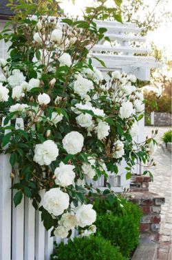 Iceberg Rose Tree