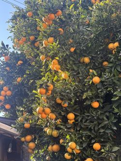 Fresh Oranges 🍊