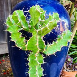 Euphorbia Zig-Zag Cactus - 20" in. Tall 🌵