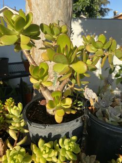 Planta de jade
