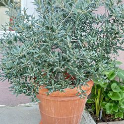 Olive Tree in Ceramic Pot