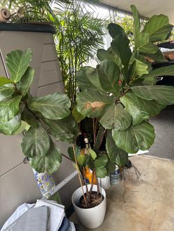 Fiddle Leaf Fig plants 5 feet tall