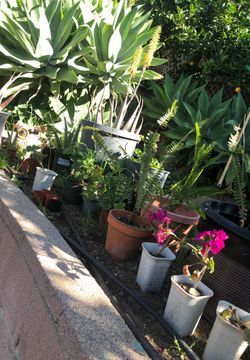 Plants new prices