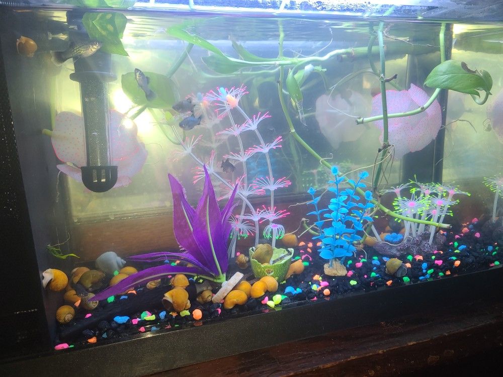Gallon Fluval Tank
