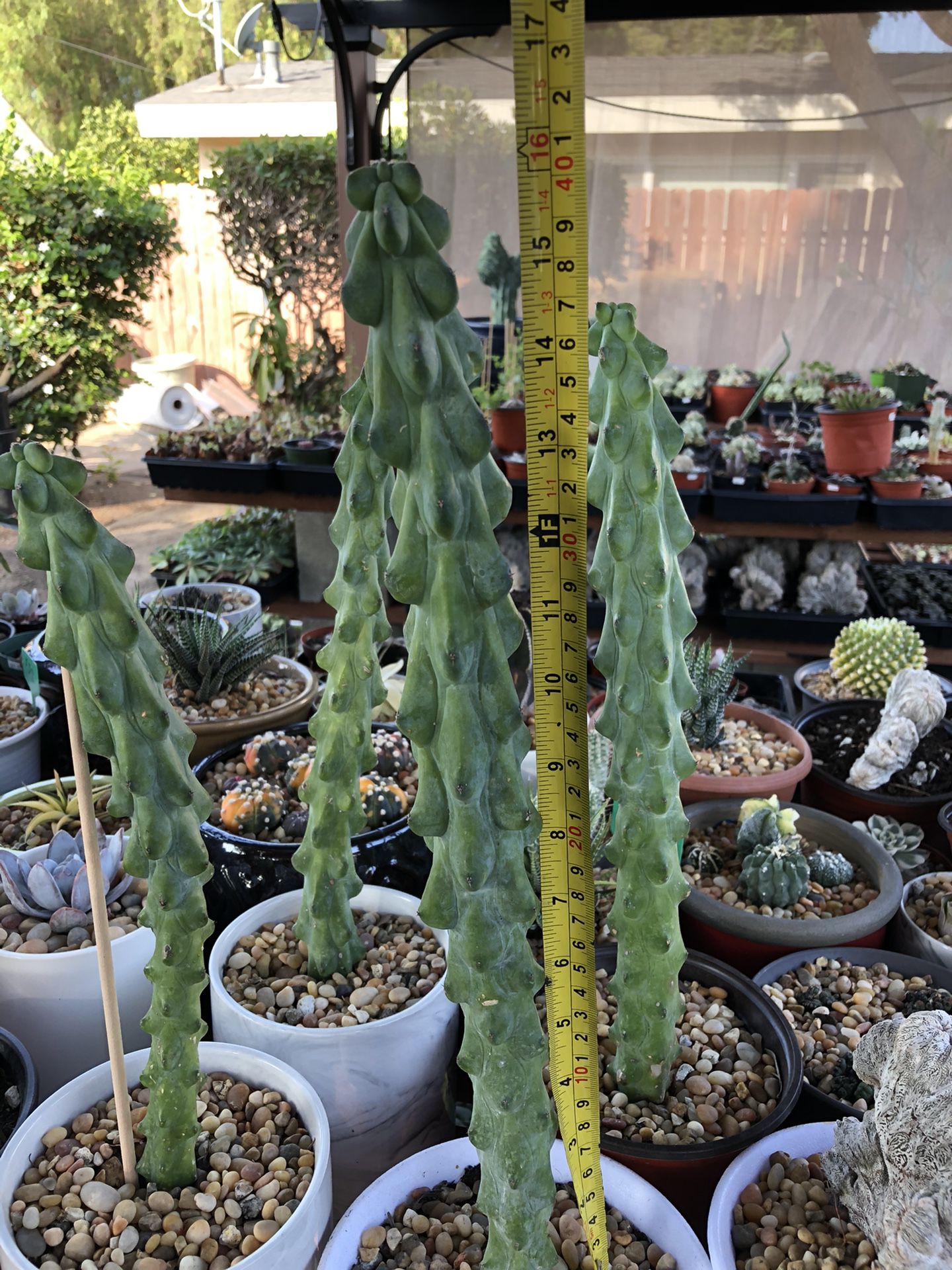 1 myrtillocactus, 16” tall. $60.00