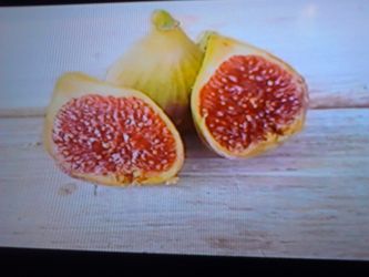 White Adriatic fig trees in 1 gallon pots