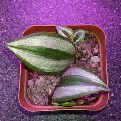 Tradescantia Zebrina 