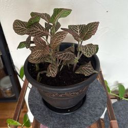 Real Pink Fittonia Albivenis Tropical Beauty 