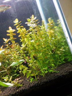 LIVE AQUATIC PLANT