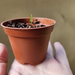 Chocolate sweet pepper Start