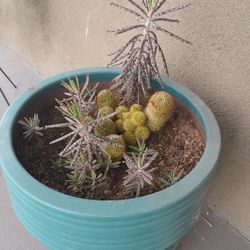 Cactus And Succulents Beautiful Large Potted Cactus Assortment