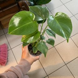 Mini Monstera