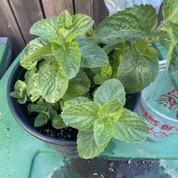 lemon bergamot mint menta bergamota limon yerba buena