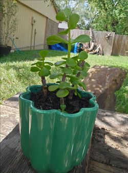 Jade