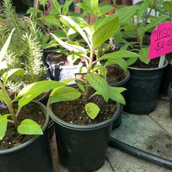 Insulin Plant $6 Each