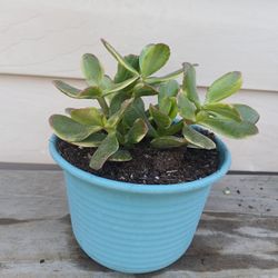 Lemon Lime Jade Succulent Plant 🪴 